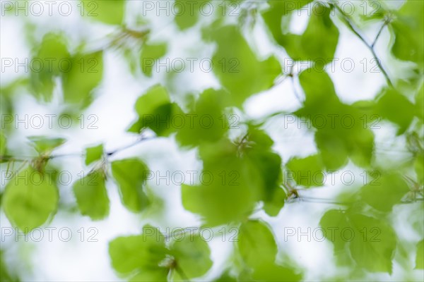 Colour and form play with fresh beech leaves in spring