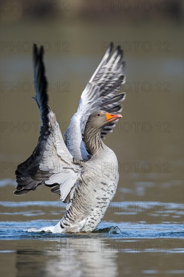 Greylag goose