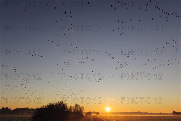 Pulling Greylag goose