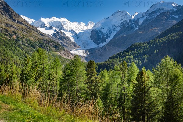 Morteratsch Valley with Bellavista