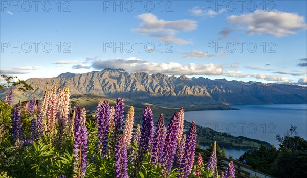 Purple Large-leaved lupins