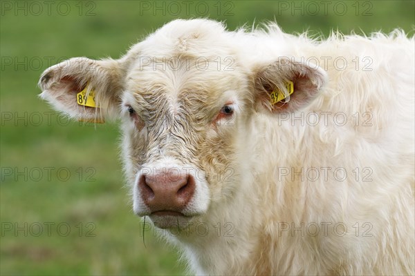 Young Charolais-Domestic Cattle