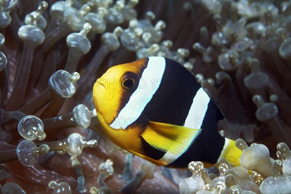 Clark's anemonefish