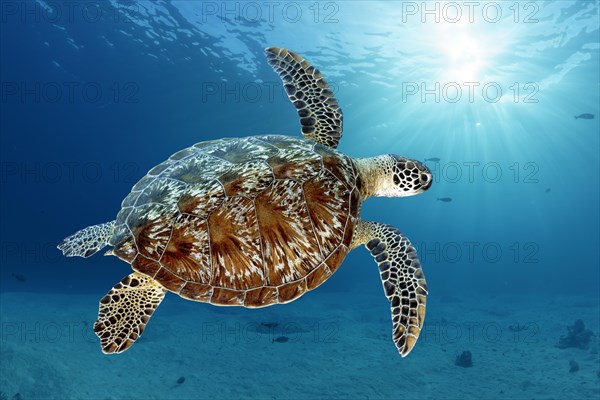 Green turtle