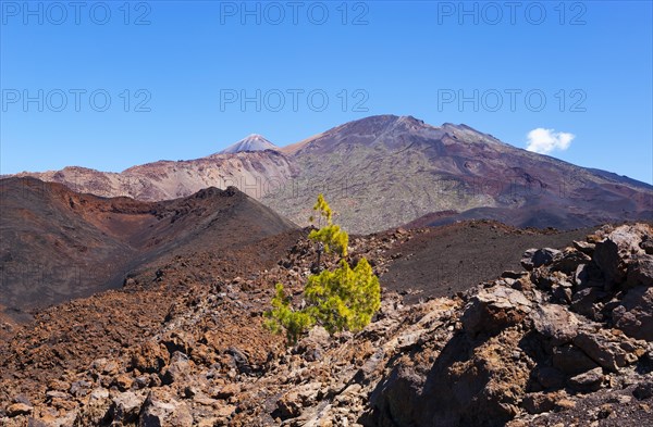 Canary Island pines