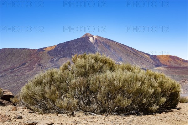 Teide Broom