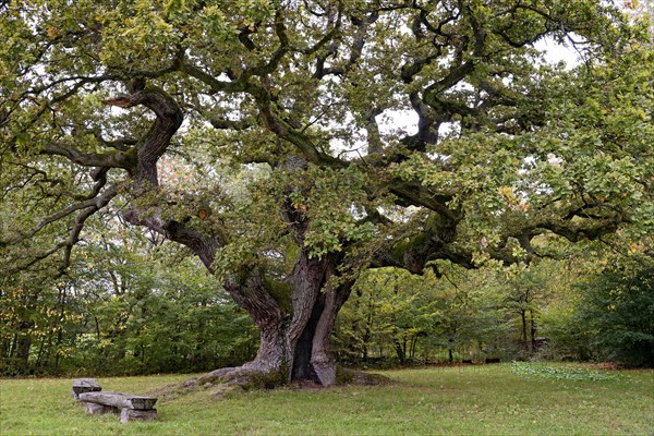 English oak