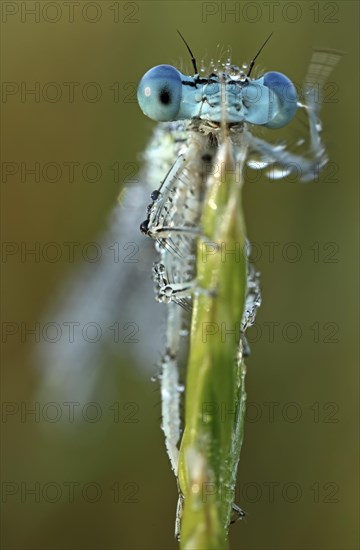 White-legged damselfly