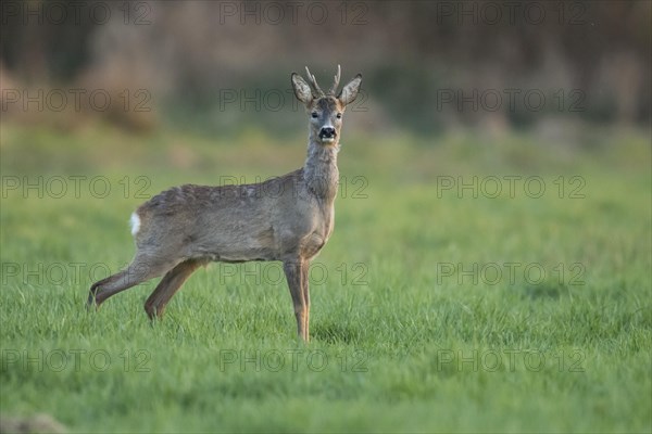 European roe deer