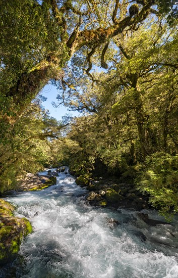 River in the forest