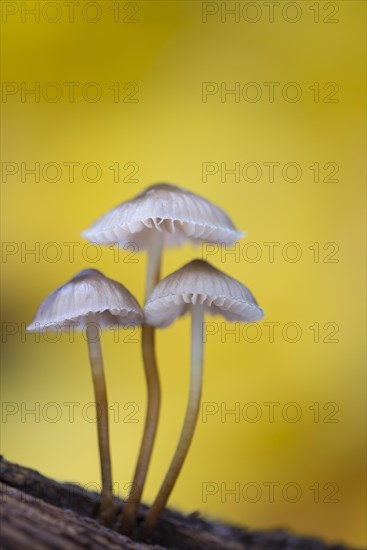 Lilac bonnet