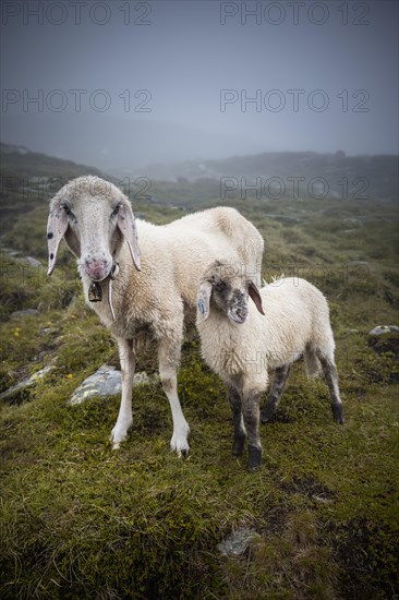 Mother with young animal