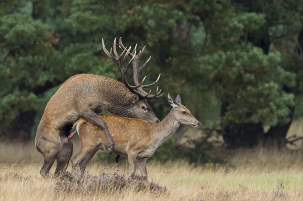 Red deer