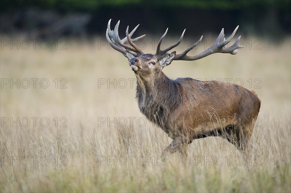 Flemish red deer