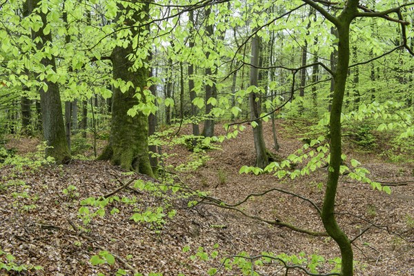 Beech trees