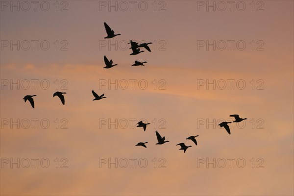 Pulling Greylag goose