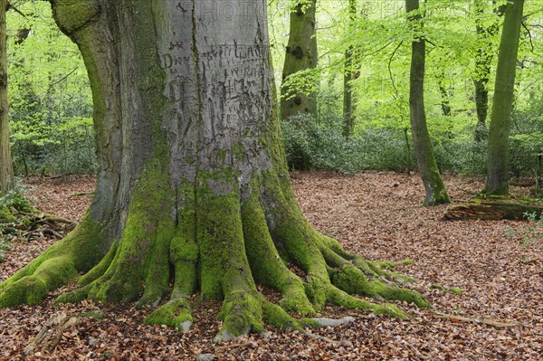 Old beech