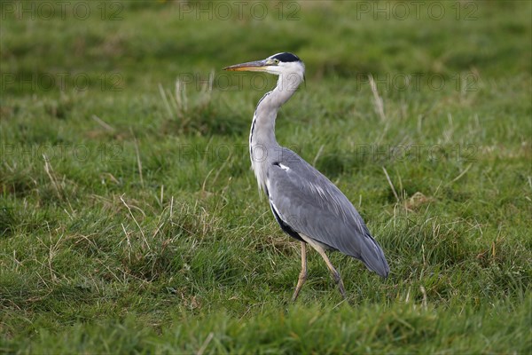 Grey heron