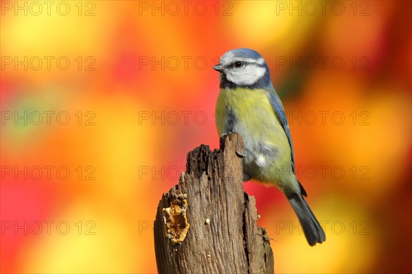 Blue tit