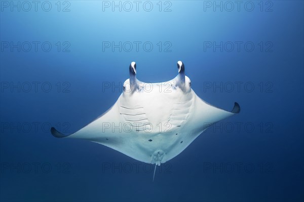 Reef manta ray