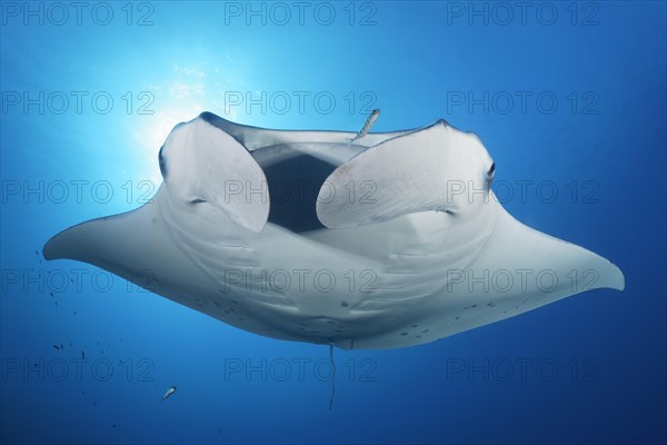 Reef manta ray