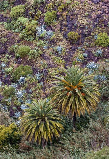 Canary Island date palm