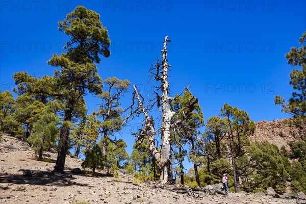 Hiker on the way to the Sombrero de Chasna through a Canary Island