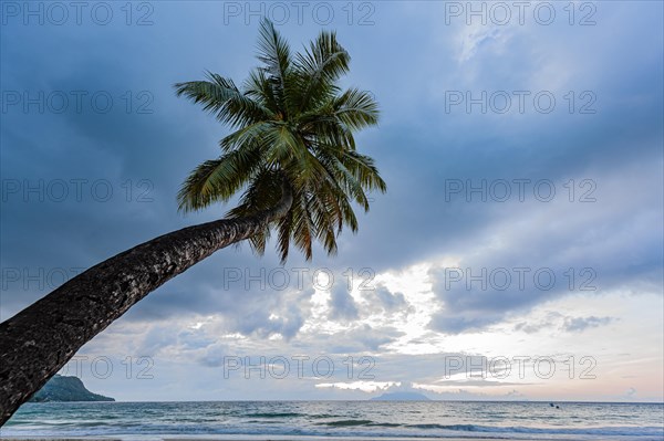 Palm tree in front of the sea