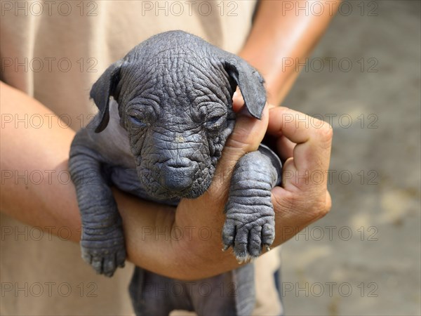 Perro sin Pelo