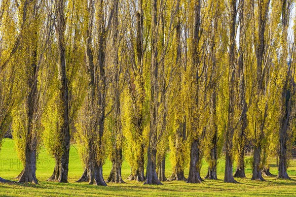 Columnar poplar avenue