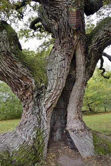 English oak