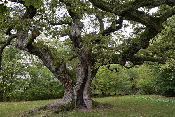 English oak