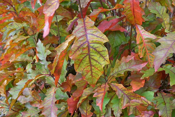 Northern red oak