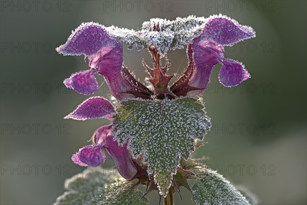 Red deadnettle