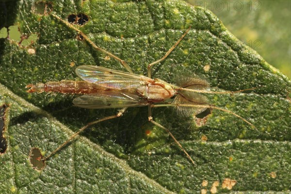 Common mosquito