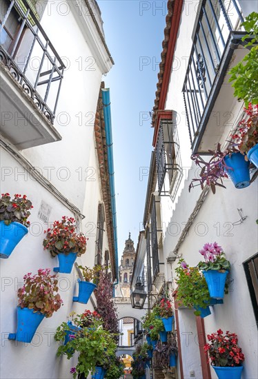 Calle de las Flores