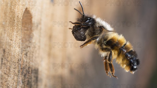 Hornfaced bee