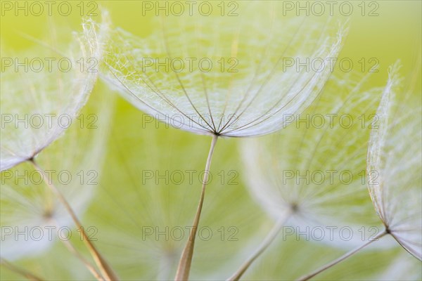 Umbrellas of the Meadow salsify