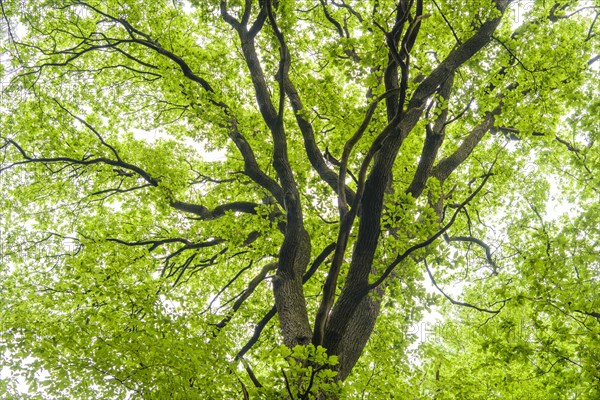 Crown of a Oak