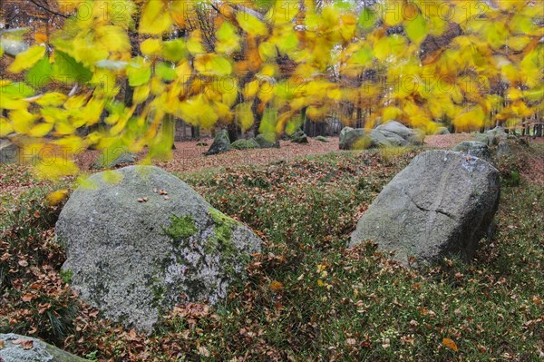 Beech leaves in the wind above the megalithic tomb Visbek bride and groom