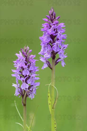 Southern marsh orchid