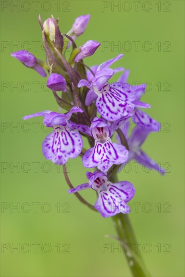 Southern marsh orchid