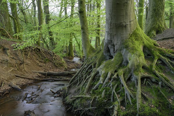 Beech trees