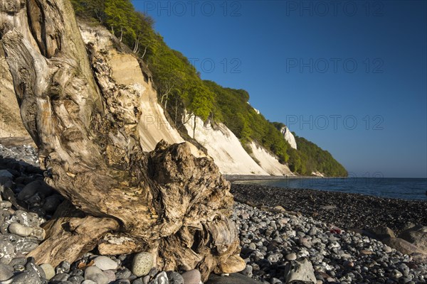 View of the chalk cliffs in the Jasmund National Park on Ruegen