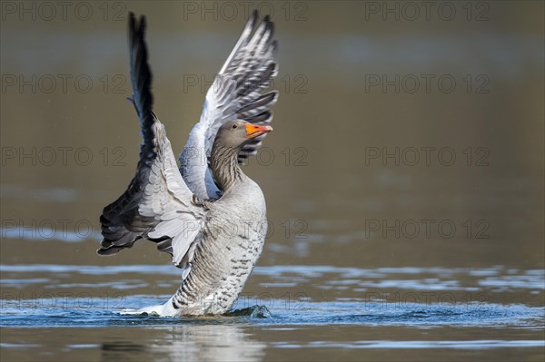 Greylag goose