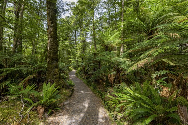 Hiking trail through forest