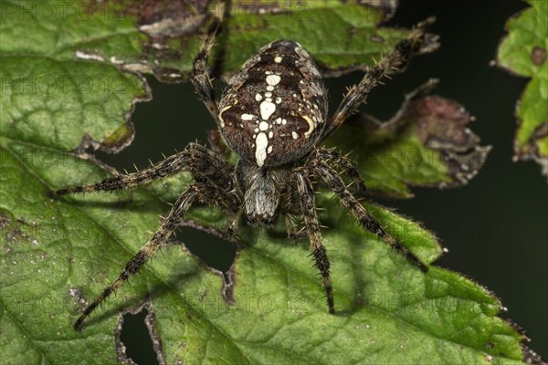 European garden spider