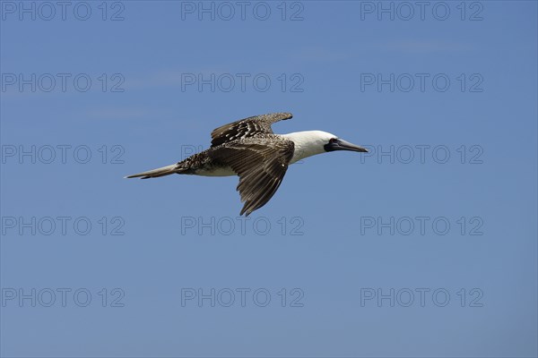 Guano Booby