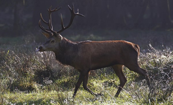 Red deer