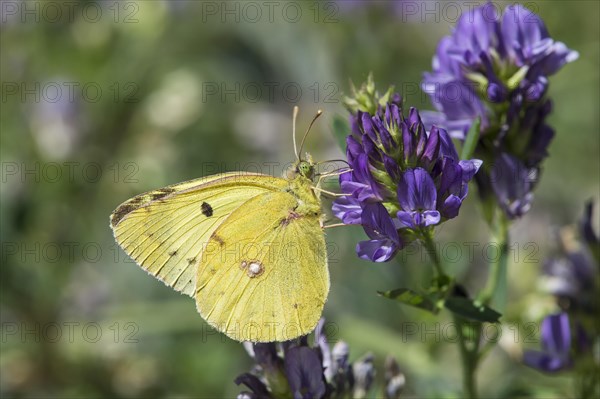 Dark Clouded Yellow